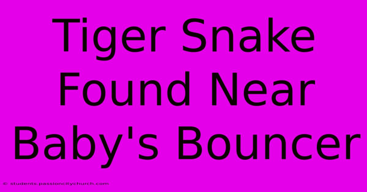 Tiger Snake Found Near Baby's Bouncer