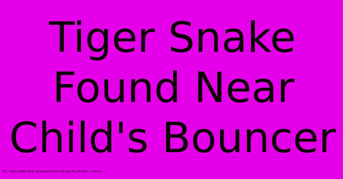 Tiger Snake Found Near Child's Bouncer